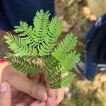 Acacia farnesiana पत्ता
