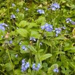 Myosotis sylvatica Habitus