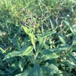 Vernonia noveboracensis Fruit