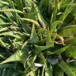 Aloe zebrina Leaf