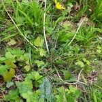 Hieracium maculatum Costuma