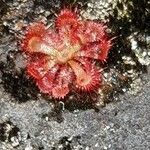 Drosera spatulata পাতা