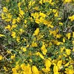 Cytisus spinosus Leht