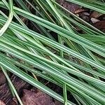 Crocus sativus Likasa