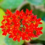 Kalanchoe crenataফুল