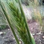 Triticum monococcum 果