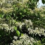 Cornus alba عادت داشتن