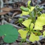 Tylosema fassoglense Flower