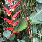 Heliconia nutans