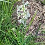 Ornithogalum boucheanum Habitus