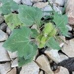 Xanthium orientale List