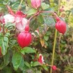 Fuchsia hybrida 花