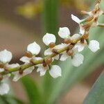 Listrostachys pertusa Kukka