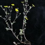 Potentilla argyrophylla Natur