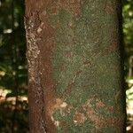Protium aracouchini Кора