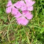 Dianthus seguieriFlower