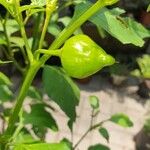 Capsicum baccatum Fruit