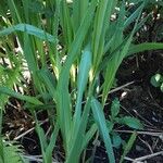 Miscanthus × longiberbis Vekstform