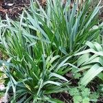 Camassia leichtlinii Hábito