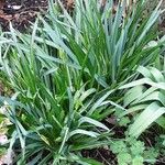 Camassia leichtlinii 整株植物