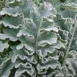 Verbascum sinuatum Leaf