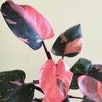 Philodendron erubescens Blad