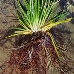 Isoetes lacustris Yeri