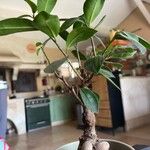 Ficus microcarpa Folha