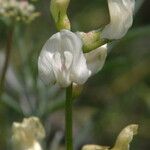 Astragalus pachypus Květ