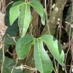 Aristolochia trilobata Levél