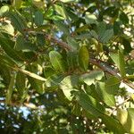 Schinus terebinthifolius Leaf