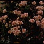Eriogonum parvifolium Fruto