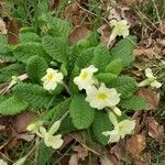 Primula vulgaris Kwiat