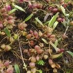 Bulbophyllum intertextum Vivejo
