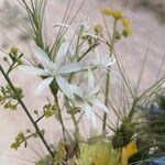 Ornithogalum narbonense Flower