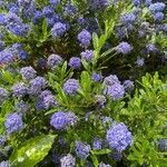 Ceanothus impressus花