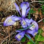 Iris histrio Kukka