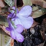 Streptocarpus saxorum Çiçek
