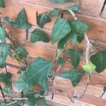 Hedera maderensis Hoja