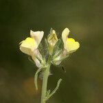 Misopates calycinum Çiçek