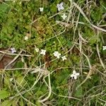 Houstonia micrantha Blomst