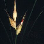 Heliconia lourteigiae