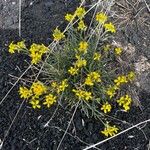 Erysimum bonannianum Flower
