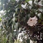 Ipomoea arborescens Flower