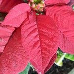 Euphorbia pulcherrima Leaf