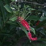 Alpinia purpurataBlüte