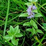 Mentha arvensis 形態