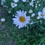 Leucanthemum ircutianumFlors