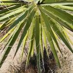 Yucca schidigera Frunză