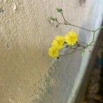 Youngia japonica Flor